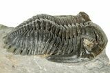 Hollardops Trilobite Fossil With Cornuproetus - Ofaten, Morocco #327548-3